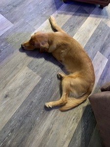 Loki